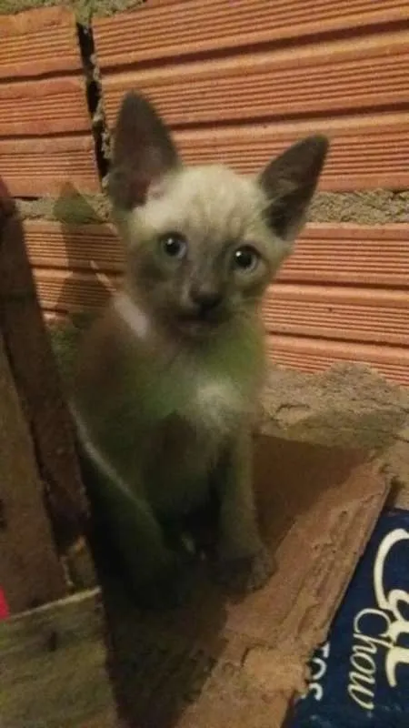 Gato ra a SRD idade 2 a 6 meses nome Filhotes