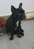 Bruce