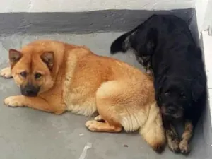 Cachorro raça Pudo idade 4 anos nome Dino