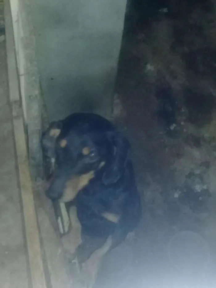 Cachorro raça Salsicha idade 3 anos nome Princesa 