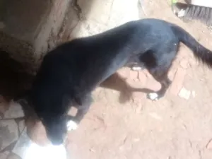 Cachorro raça Viralata idade 6 ou mais anos nome Teka