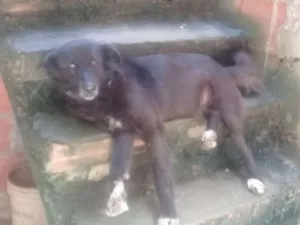 Cachorro raça Viralata idade 5 anos nome Pudi