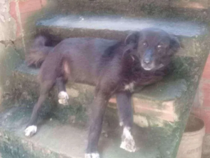 Cachorro raça Viralata idade 5 anos nome Pudi