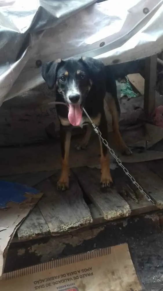 Cachorro ra a  idade 7 a 11 meses nome Ludmilla
