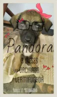 Pandora