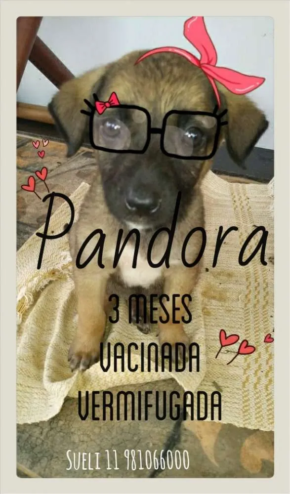 Cachorro ra a Srd idade 2 a 6 meses nome Pandora