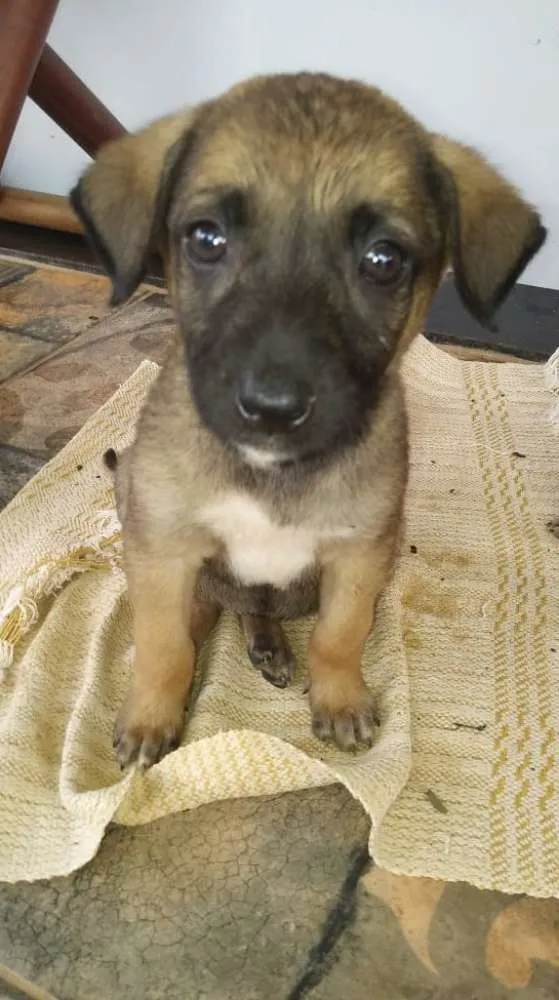 Cachorro ra a Srd idade 2 a 6 meses nome Pandora