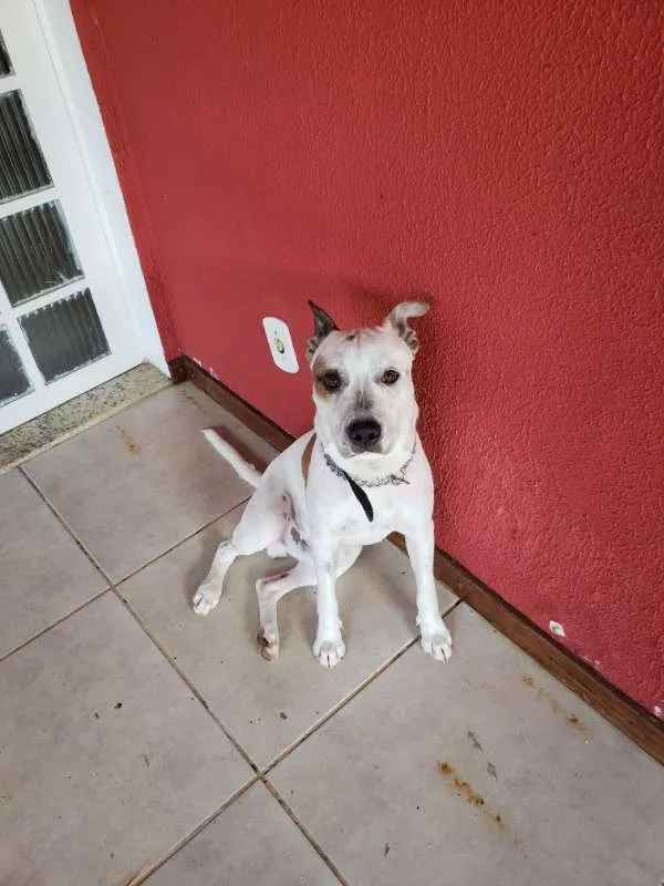 Cachorro ra a sem raça idade 7 a 11 meses nome Miki