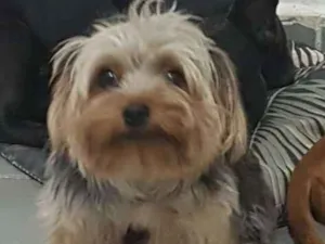 Cachorro raça York Shire MICRO idade 2 anos nome Bento