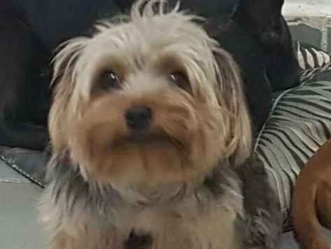 Cachorro ra a York Shire MICRO idade 2 anos nome Bento