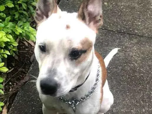Cachorro ra a sem raça idade 7 a 11 meses nome Miki