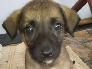 Cachorro raça Srd idade 2 a 6 meses nome Pandora