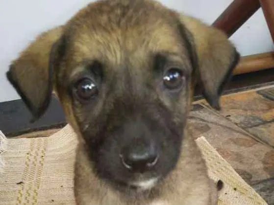 Cachorro ra a Srd idade 2 a 6 meses nome Pandora