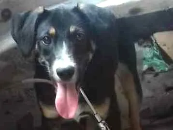 Cachorro ra a  idade 7 a 11 meses nome Ludmilla