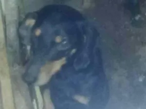 Cachorro raça Salsicha idade 3 anos nome Princesa 