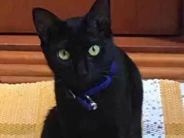 Gato raça Viralata idade 7 a 11 meses nome Neguinha