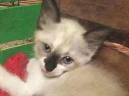 Gato ra a SRD idade 2 a 6 meses nome Filhotes