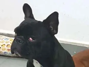 Cachorro raça Buldog Frances idade 2 anos nome Bruce