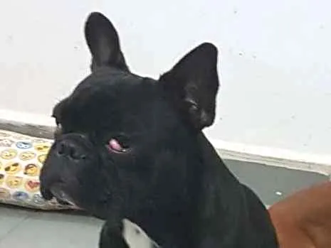 Cachorro ra a Buldog Frances idade 2 anos nome Bruce