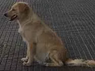 Cachorro raça Desconhecida idade 2 anos nome Sem nome