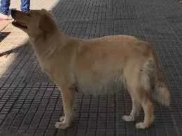 Cachorro raça Desconhecida idade 2 anos nome Sem nome