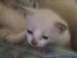 Gato raça Siamês idade Abaixo de 2 meses nome Sem nome