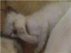 Gato raça Siamês idade Abaixo de 2 meses nome Sem nome