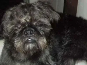 Cachorro raça Pug com shitsu idade  nome Thor