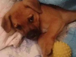 Cachorro raça RSD idade Abaixo de 2 meses nome SHAKIRA