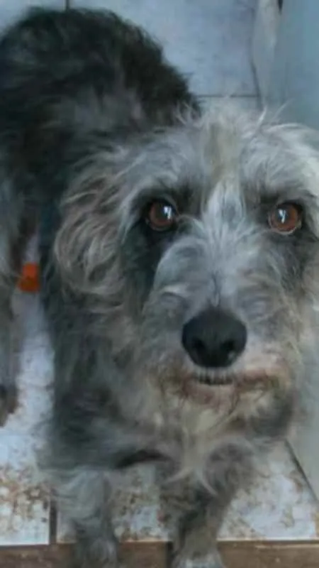 Cachorro raça SRD idade 6 ou mais anos nome Chiquinha