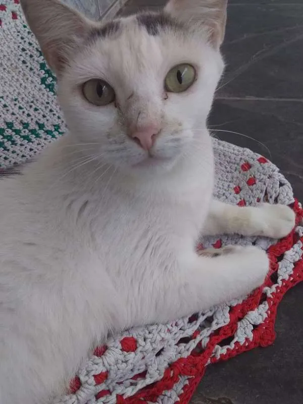 Gato ra a SRD idade 1 ano nome AJUDE A YOKO