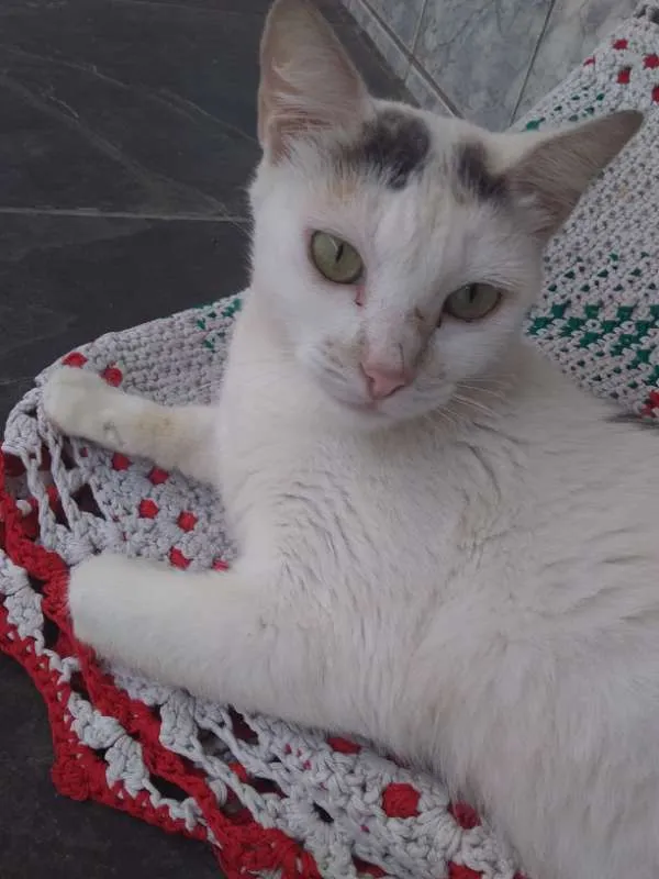 Gato ra a SRD idade 1 ano nome AJUDE A YOKO
