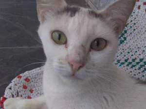 Gato raça SRD idade 1 ano nome AJUDE A YOKO