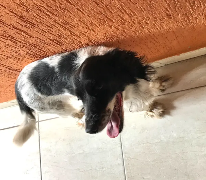 Cachorro ra a Cocker com vira lata  idade 4 anos nome Kiara