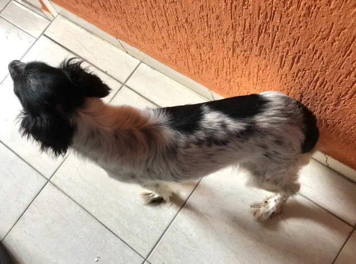 Cachorro ra a Cocker com vira lata  idade 4 anos nome Kiara