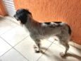 Kiara