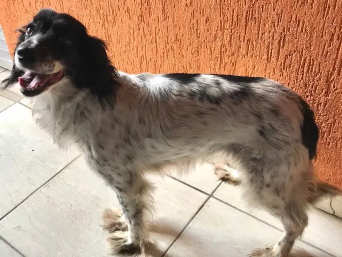 Cachorro ra a Cocker com vira lata  idade 4 anos nome Kiara