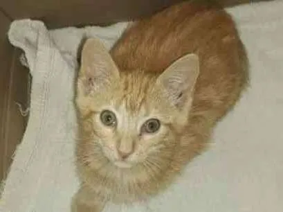 Gato ra a  idade 2 a 6 meses nome N sei