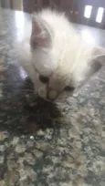 Nao tem