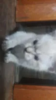 Nao tem