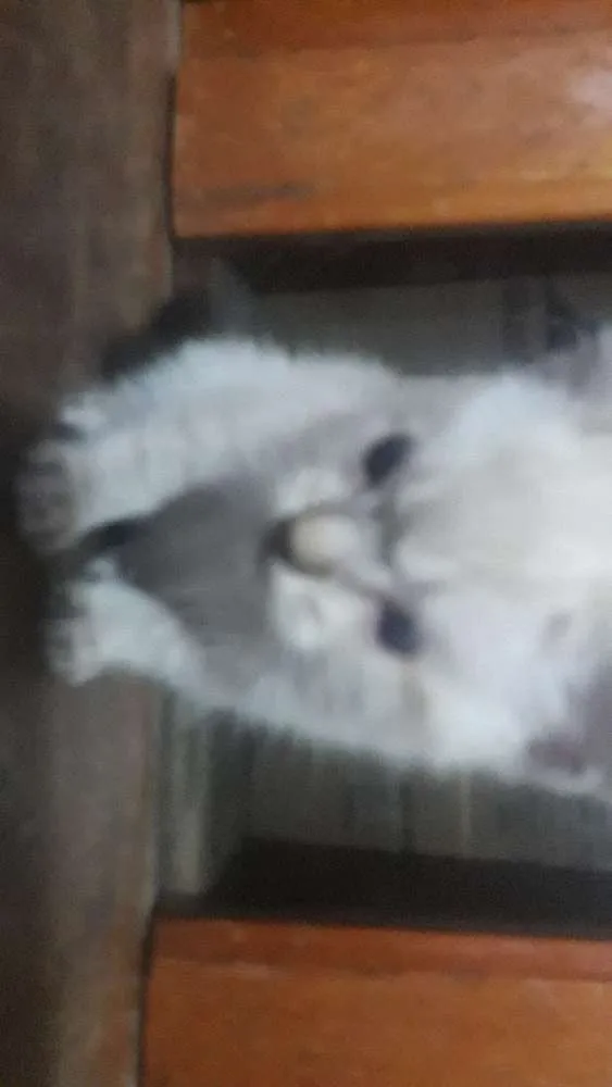 Gato ra a  idade 2 a 6 meses nome Nao tem