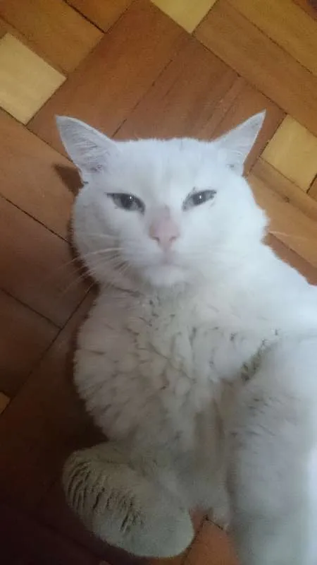 Gato ra a SRD idade 3 anos nome Shiva