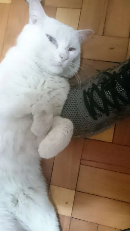 Gato ra a SRD idade 3 anos nome Shiva