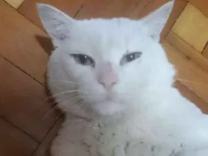 Gato raça SRD idade 3 anos nome Shiva