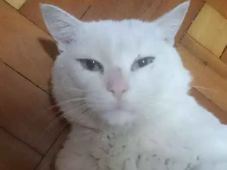Gato ra a SRD idade 3 anos nome Shiva