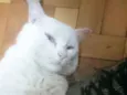 Shiva