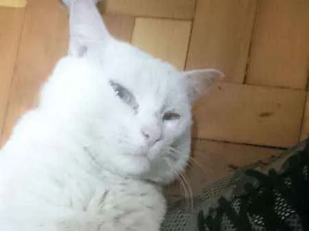 Gato ra a SRD idade 3 anos nome Shiva