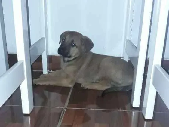 Cachorro ra a SRD idade 2 a 6 meses nome Milly
