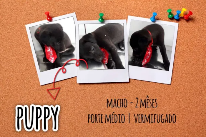 Cachorro ra a srd idade 2 a 6 meses nome Puppy