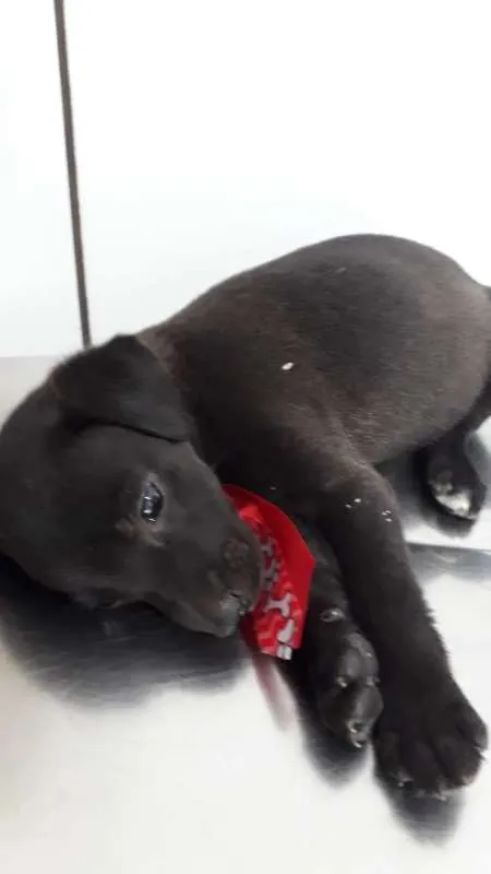 Cachorro ra a srd idade 2 a 6 meses nome Puppy